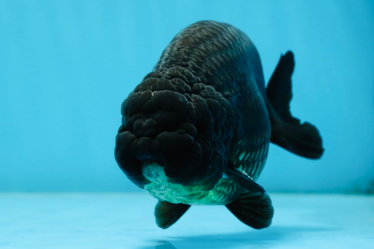 A Grade CHUNKY Black LionKing 4.5-5 inches #062025LC_04