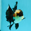 AAA Grade Batman Tricolor Oranda Female 4.5  inches #0510OR_14