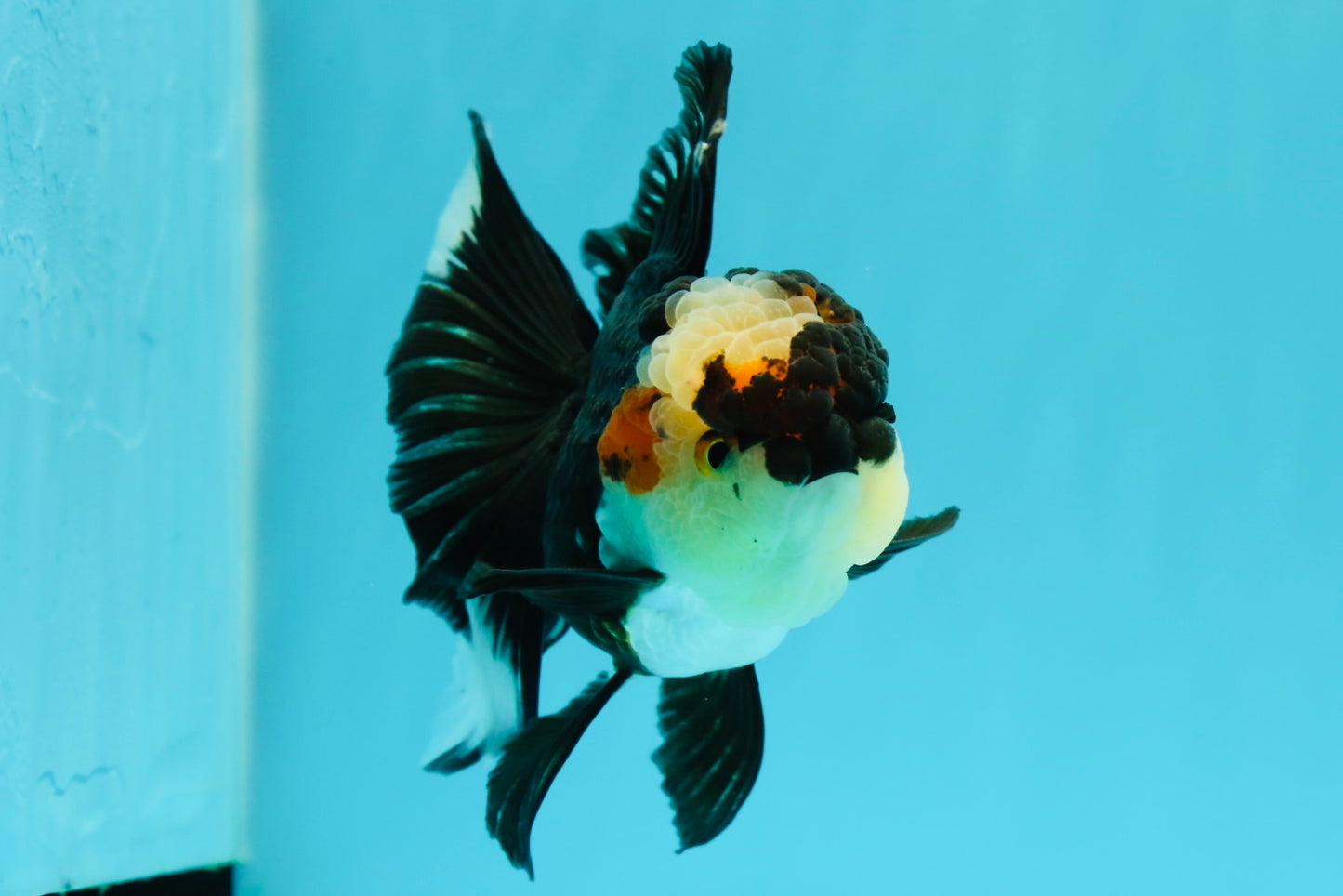 AAA Grade Batman Tricolor Oranda Female 4.5  inches #0510OR_14