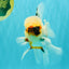 A Grade Marble Oranda Male 5.5-6 inches #082826OR_08