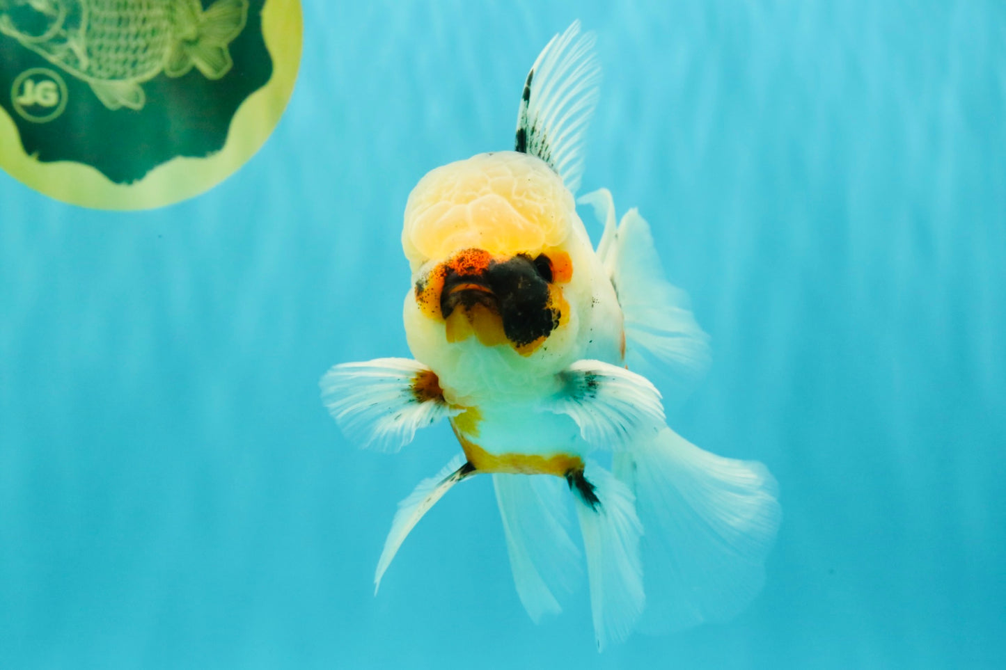 A Grade Marble Oranda Male 5.5-6 inches #082826OR_08