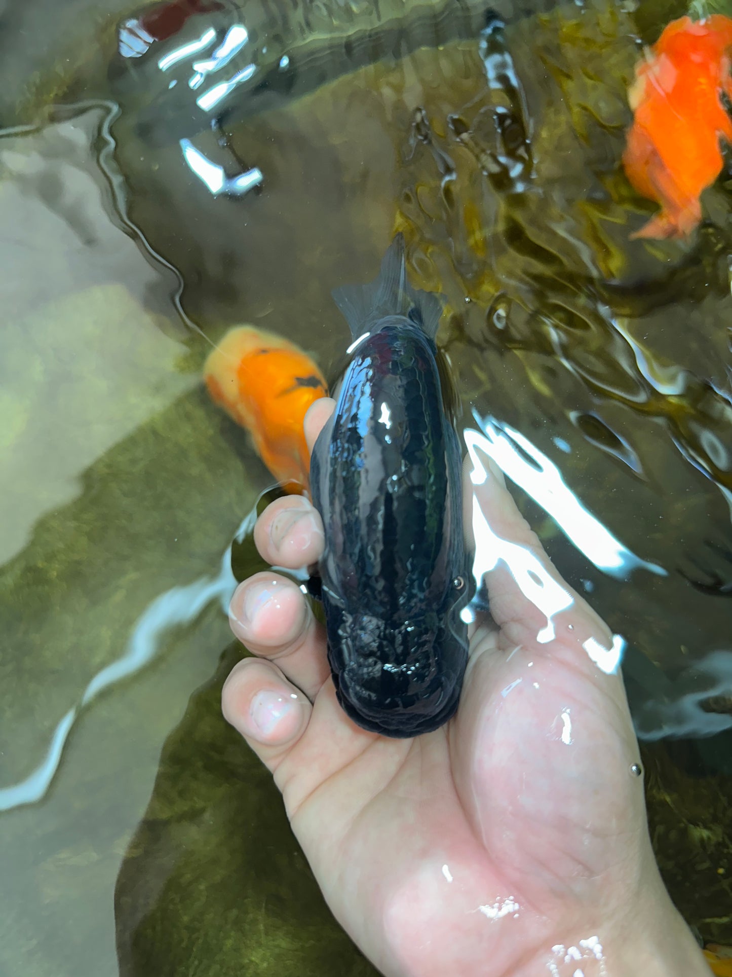 A Grade CHUNKY Black LionKing 4.5-5 inches #062025LC_04