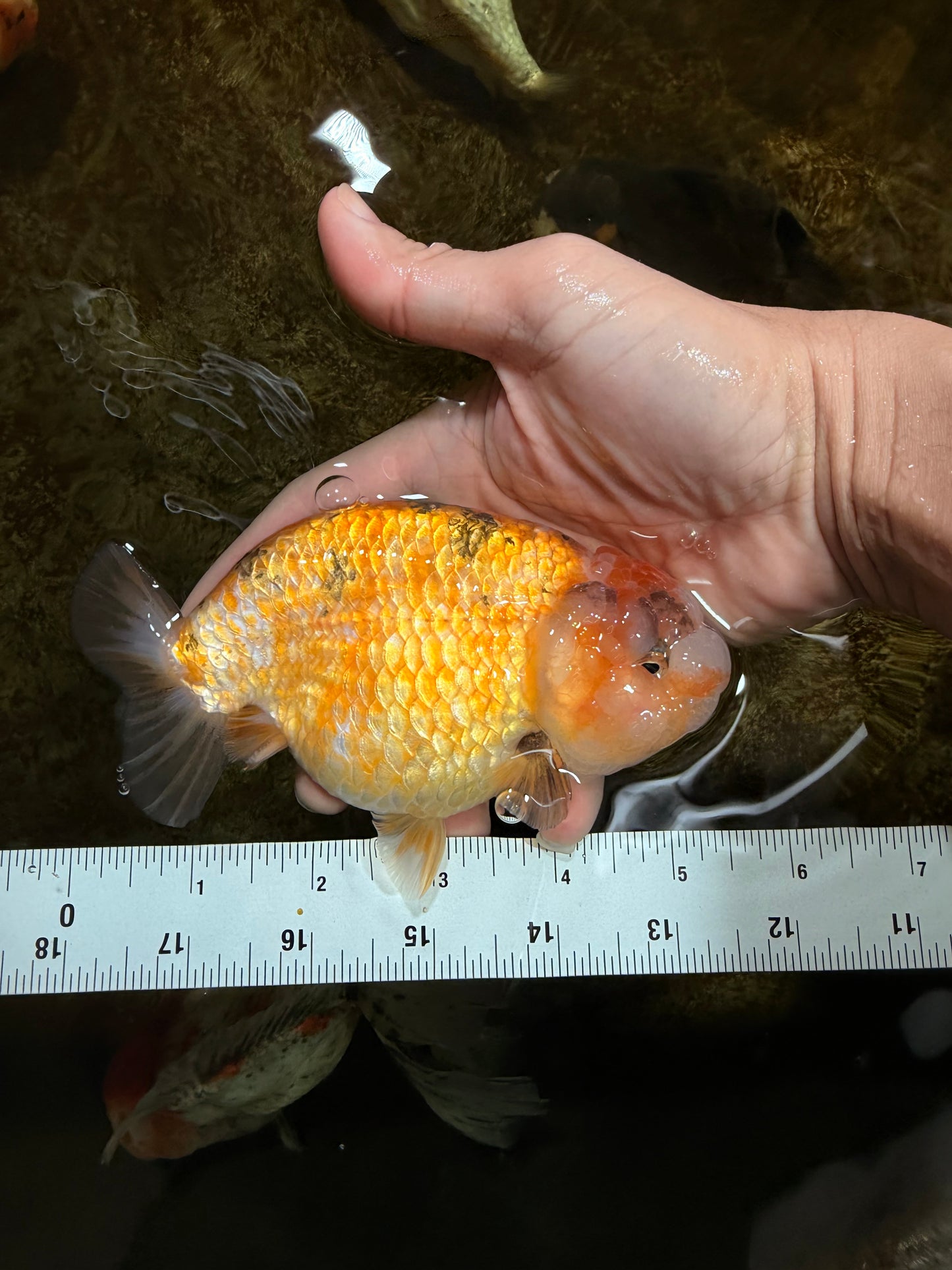 ADORABLE Sakura LionChu Female 5-5.5 inches #121925LC_07