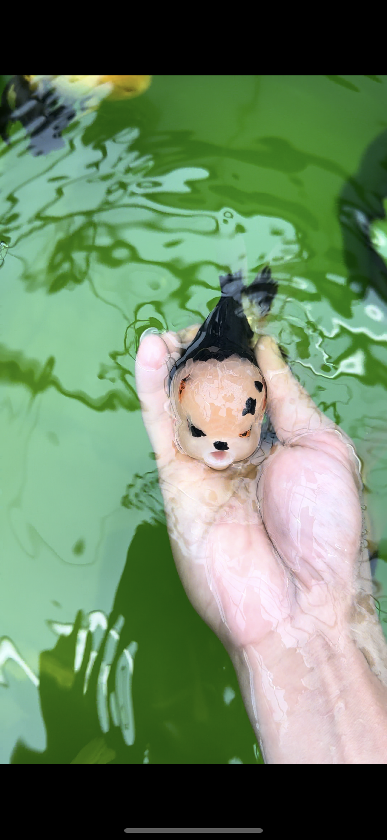 AAA Grade Bear Tricolor Oranda Male 4.5-5 inches #0503OR_13