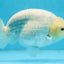 A Grade Snow White Sakura Ranchu Male 5.5 inches #110725RC_15