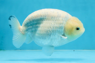 A Grade Snow White Sakura Ranchu Male 5.5 inches #110725RC_15