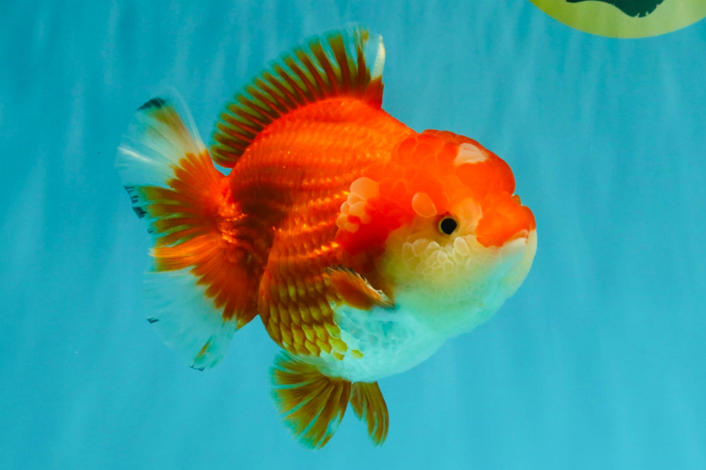 CHUBBY A Grade Red White Yuanbao Female  5.5-6 inches #042426YB_13