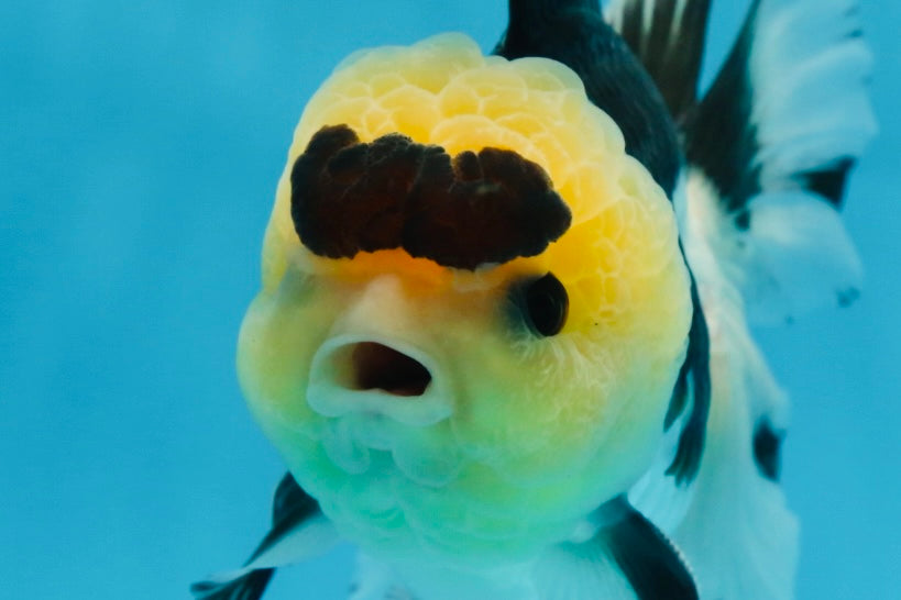 AAA Grade Panda Button Eyes Oranda Male 5-5.5 inches #080125OR_22