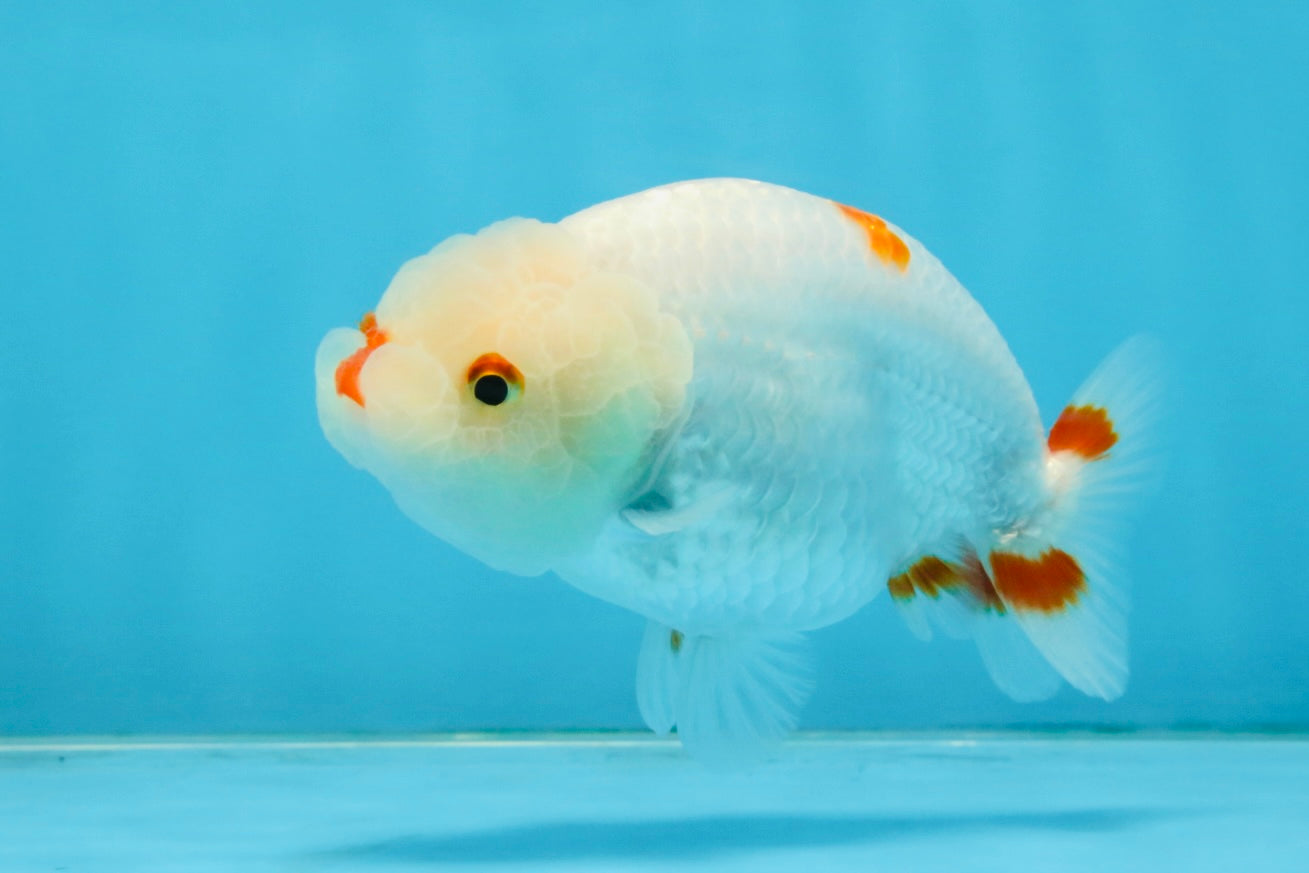 A Grade Red White LionQueen 4 inches #112125LC_09