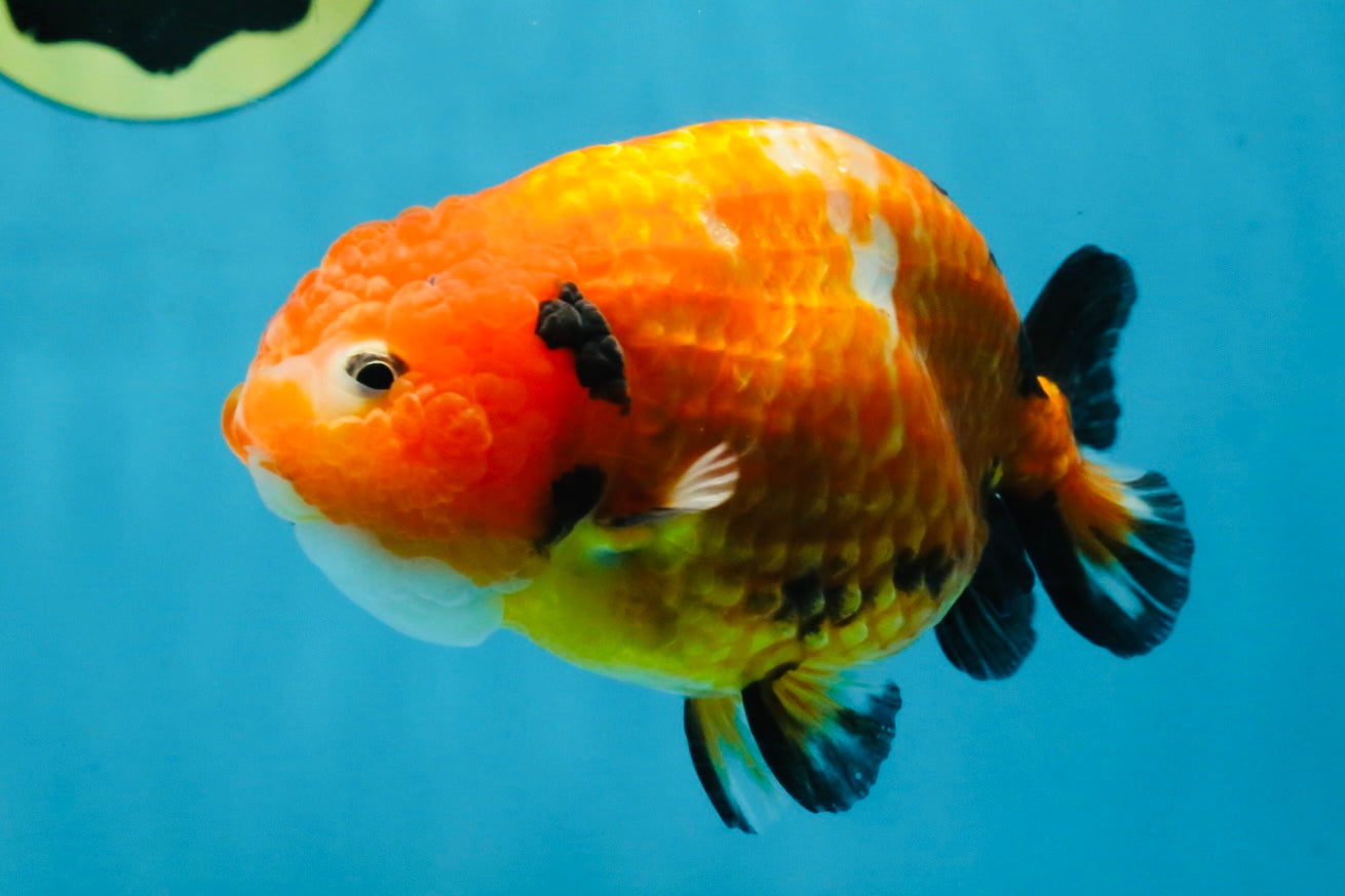 Sakura Chinese Ranchu Female 4.5-5 inches #120525RC_07