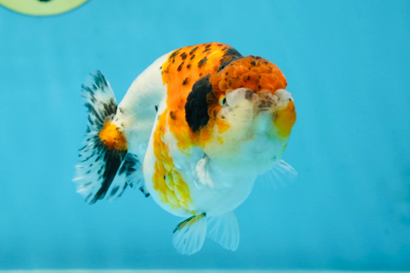 A Grade Calico LionKing 4.5-5 inches #052325LC_14