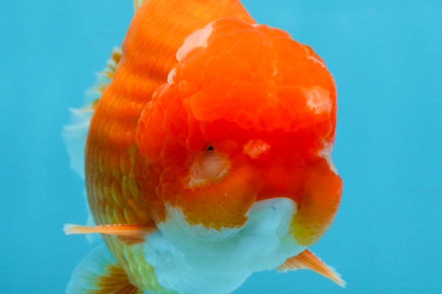 SHOW GRADE Godzilla Red White Yuanbao Male 5-5.5 inches #101725YB_999