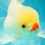 BEAUTY AAA Grade Little Chicken White Oranda Male 5.5 inches #072426OR_15