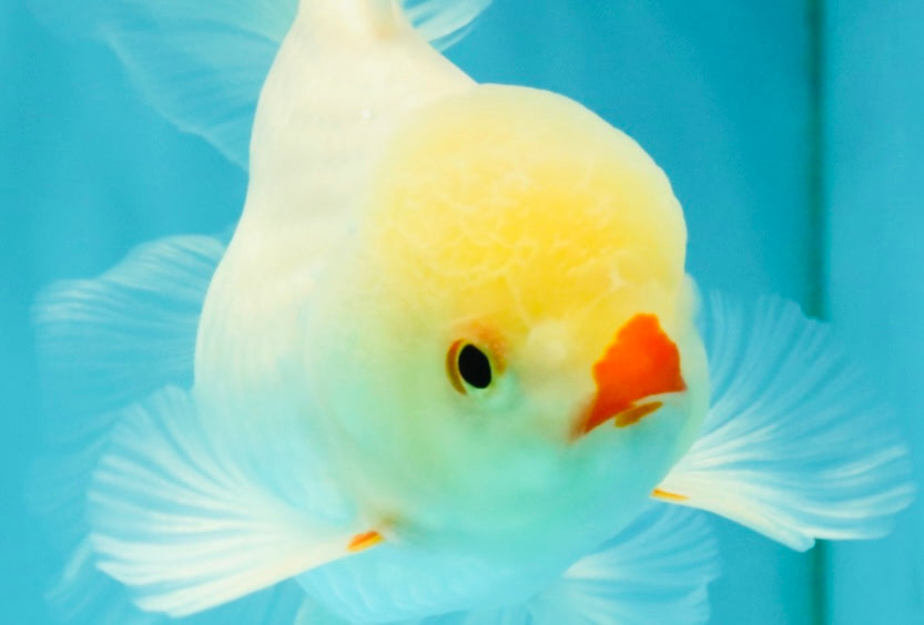 BEAUTY AAA Grade Little Chicken White Oranda Male 5.5 inches #072426OR_15