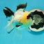 AAA Grade Panda Oranda Male 4.5 inches #112224OR_09