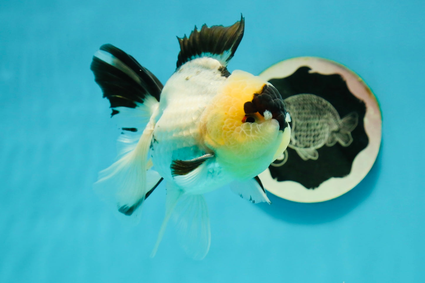 AAA Grade Panda Oranda Male 4.5 inches #112224OR_09