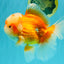 FLUFFY AAA Grade Red White Oranda Male 6.5 inches #082126OR_01