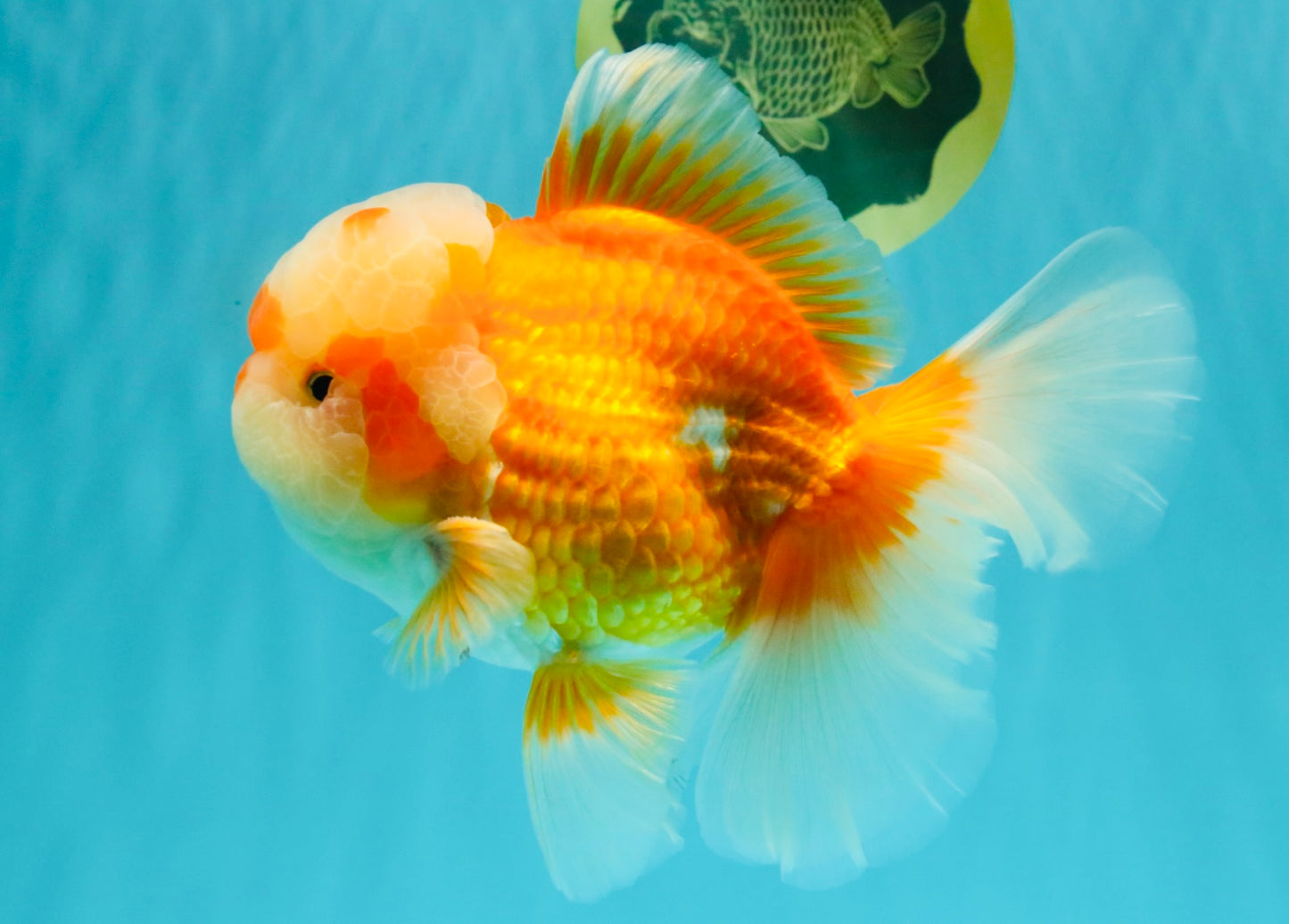 FLUFFY AAA Grade Red White Oranda Male 6.5 inches #082126OR_01