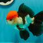 AAA Grade Cheeky Tricolor Oranda Male 5.5 inches #110124OR_15