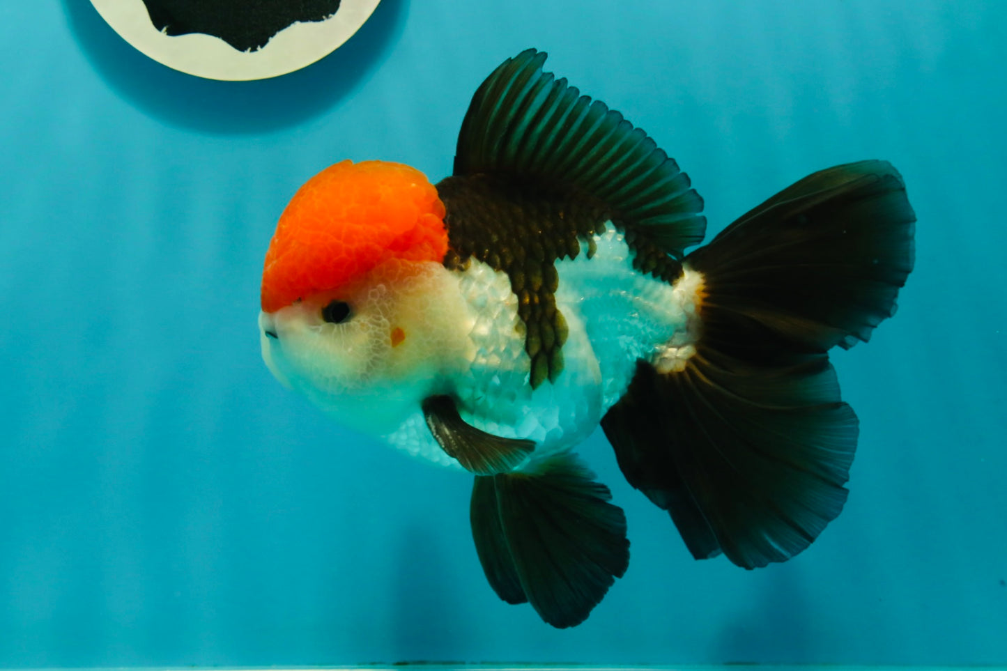 AAA Grade Cheeky Tricolor Oranda Male 5.5 inches #110124OR_15