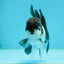 Panda Oranda Male 3-3.5 inches #1004OR_30