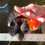 A Grade Apache (Black Red) Tricolor Oranda Male 5 inches #110824OR_10