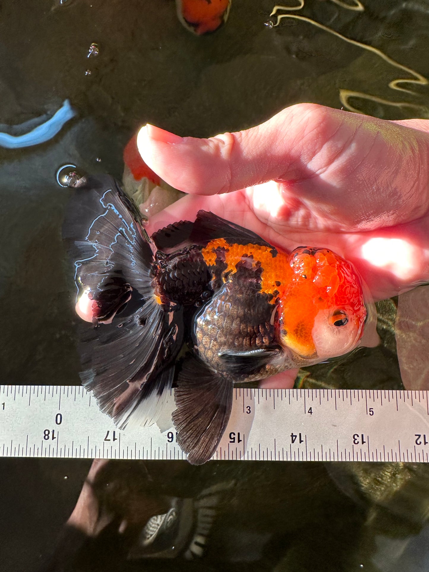 A Grade Apache (Black Red) Tricolor Oranda Male 5 inches #110824OR_10