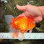 Red White Oranda Male 6 inches #090426OR_11