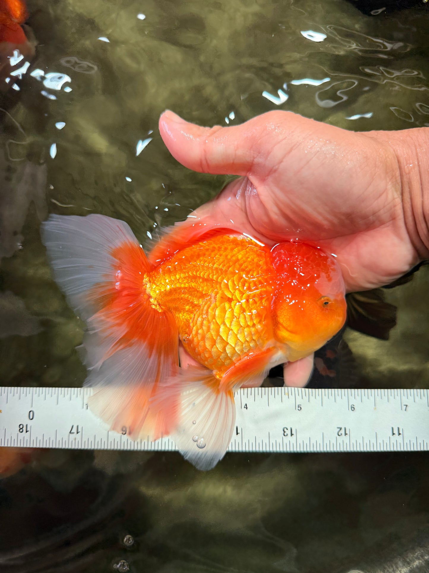 Red White Oranda Male 6 inches #090426OR_11