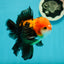 A Grade Apache (Black Red) Tricolor Oranda Male 5 inches #110824OR_10