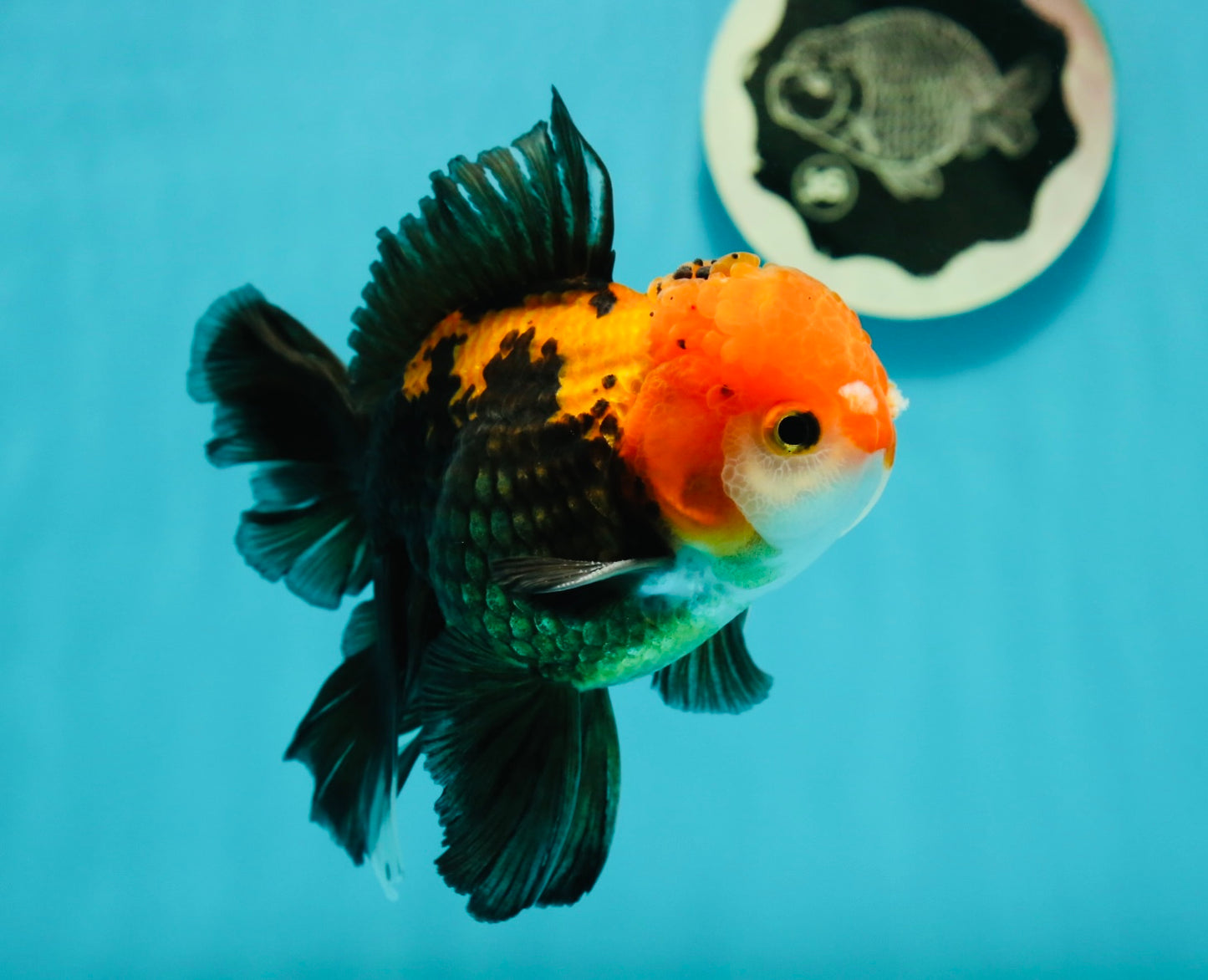 A Grade Apache (Black Red) Tricolor Oranda Male 5 inches #110824OR_10