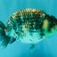 A Grade Tiger Ranchu Male 5 inches #080726RC_30