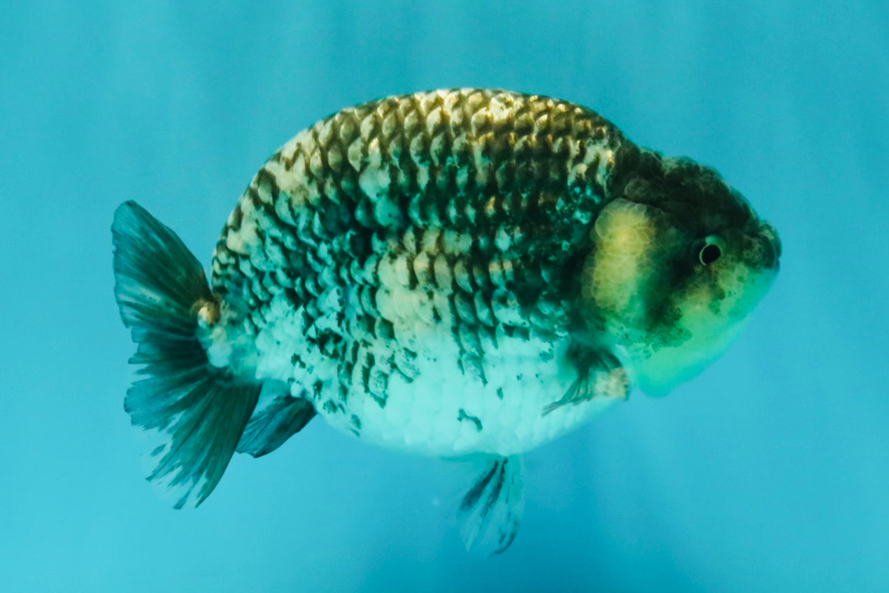 A Grade Tiger Ranchu Male 5 inches #080726RC_30