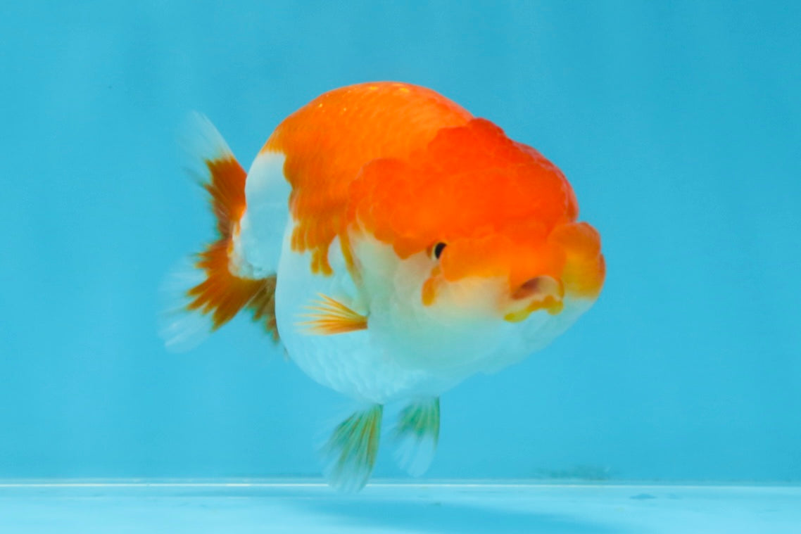 AAA Grade Red White LionQueen 4-4.5 inches #101725LC_04