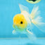 A Grade Lemonhead Button Eyes Oranda Male 5-5.5 inches #082225OR_21