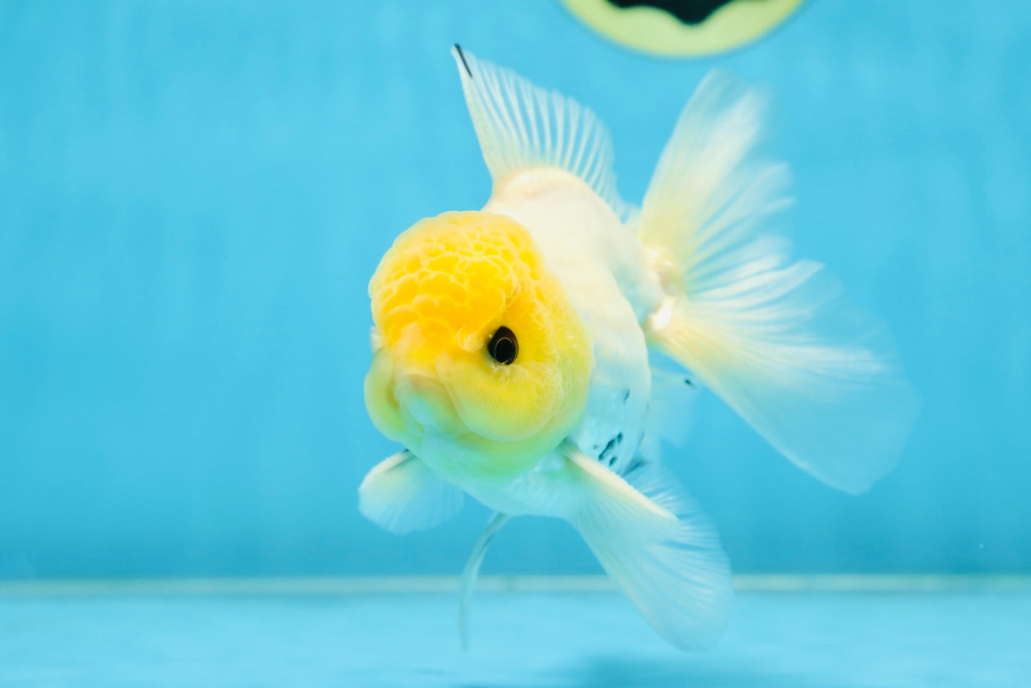 A Grade Lemonhead Button Eyes Oranda Male 5-5.5 inches #082225OR_21