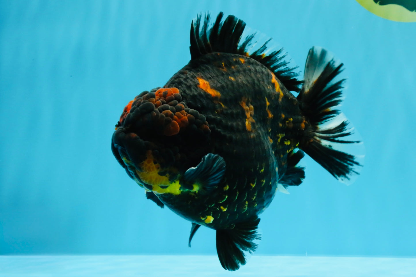 SUPER AAA Grade Godzilla Tiger Yuanbao Male 6 inches #022026YB_02