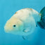 White Sakura Chinese Ranchu Female 4.5-5 inches #112825RC_13