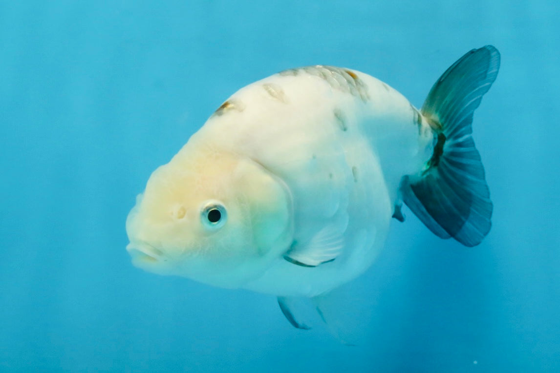 White Sakura Chinese Ranchu Female 4.5-5 inches #112825RC_13