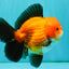 CHUBBY AAA Grade Apache Oranda Male 5 inches #082826OR_10