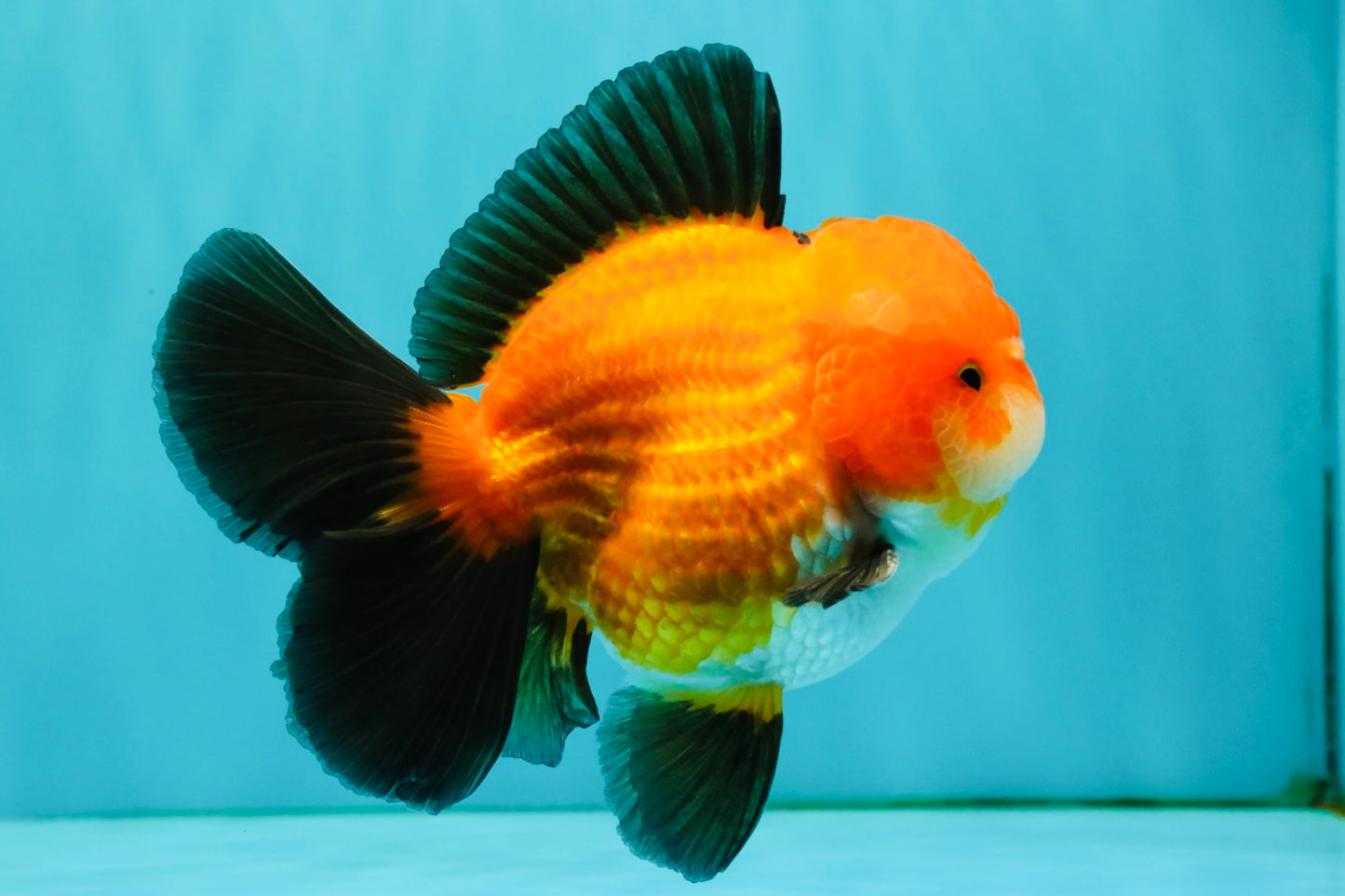 CHUBBY AAA Grade Apache Oranda Male 5 inches #082826OR_10