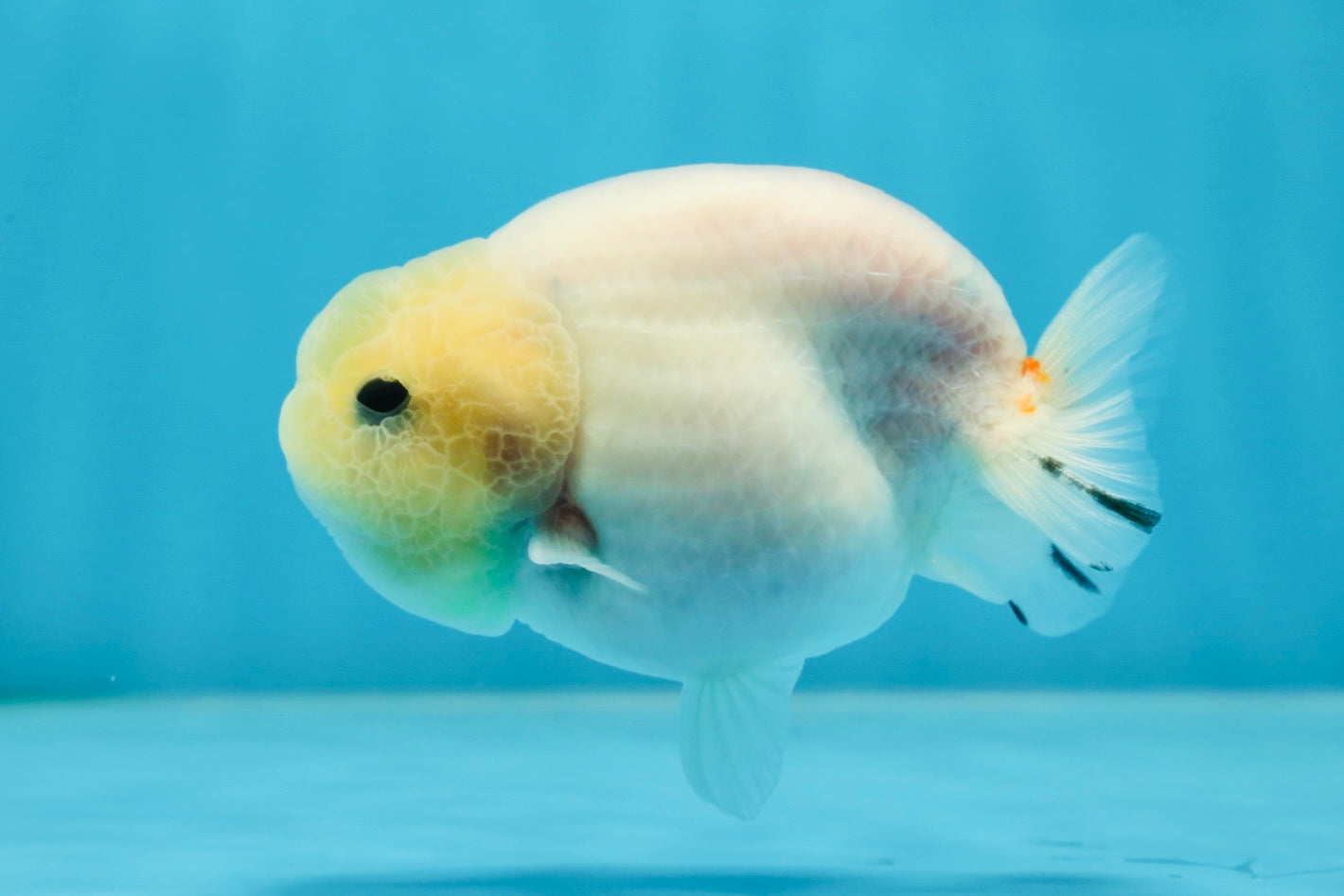 AAA Grade Sakura Button Eyes LionKing 3.5 inches #053025LC_08