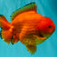 PUMPKIN AAA Grade Red Yuanbao Male 6 inches #101626YB_29