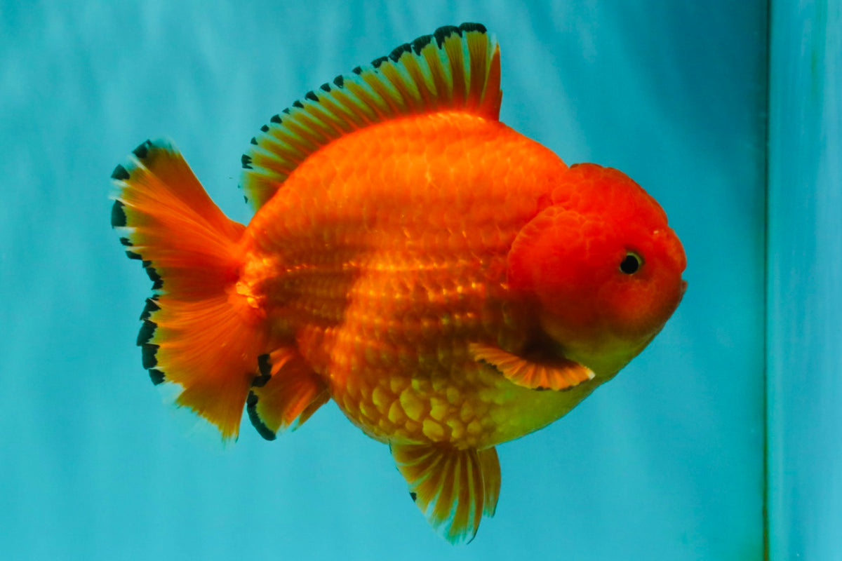 PUMPKIN AAA Grade Red Yuanbao Male 6 inches #101626YB_29