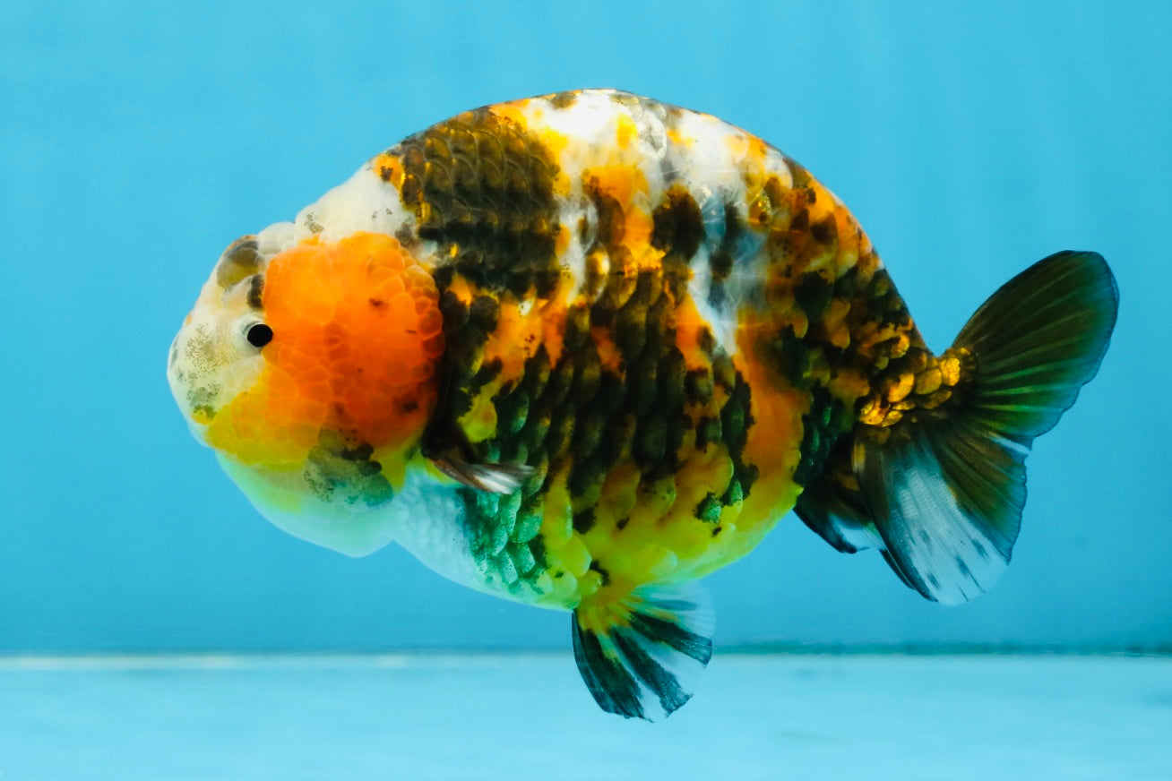 AAA Grade Chinese Calico Ranchu Female 4.5-5 inches #101725RC_17