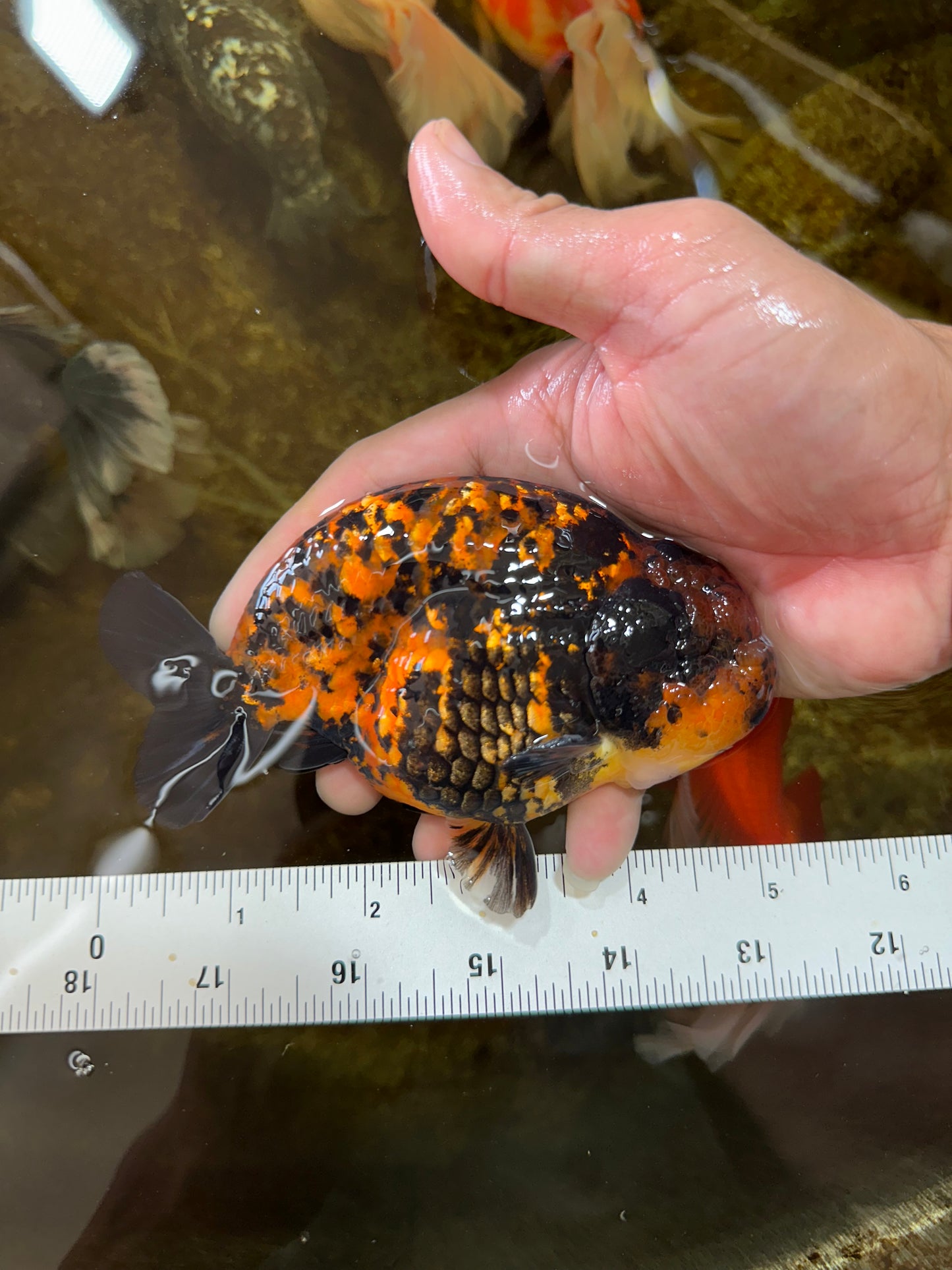 AAA Grade Tiger LionKing 5 inches #081525LC_02