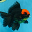 A Grade UNIQUE Red Head Oranda Male 5 inches #080125OR_29