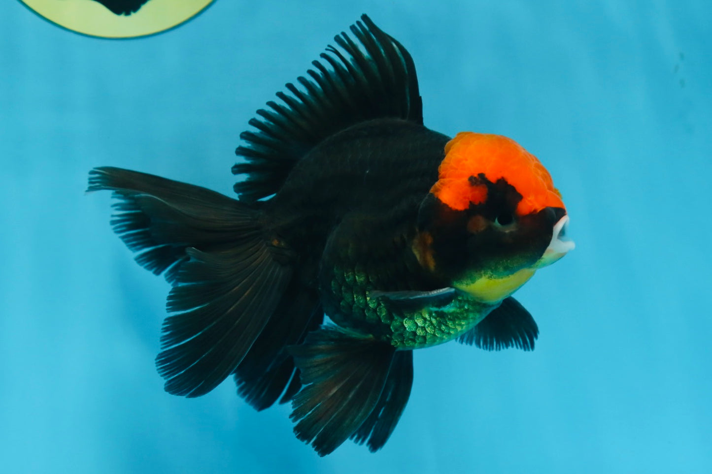 A Grade UNIQUE Red Head Oranda Male 5 inches #080125OR_29