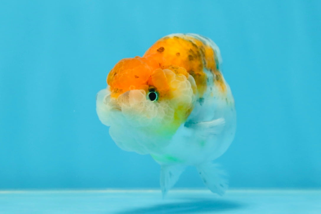 A Grade Calico LionQueen 4 inches #060625LC_05