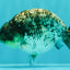 CHUBBY AAA Grade White Tiger Ranchu Male 4.5-5 inches #073126RC_10